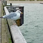 Ostseeeule شقة غرال موريتز