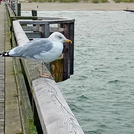Ostseeeule Daire Graal-Mueritz
